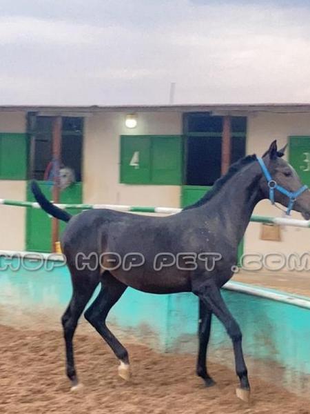 سگ های آپارتمانی کوچک