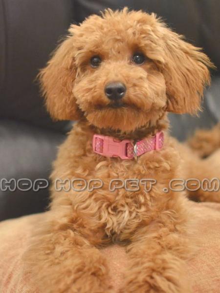 سگ شیتزو سفید آرایش شده