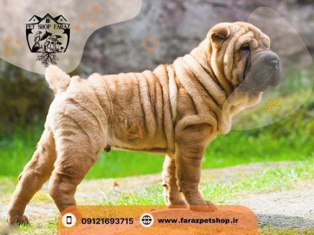 فروش توله روتوایلر کامرانیه