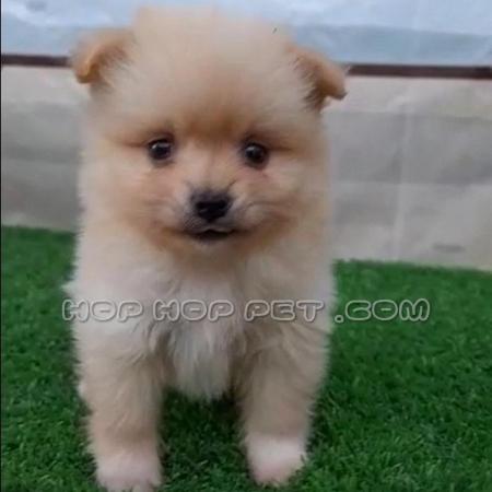 ‏‎گربه بیرمن خانگی