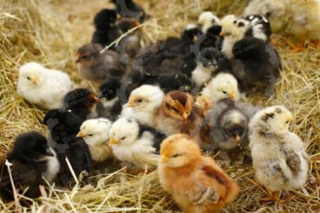 🐣🐣🐣 *جوجه مرغ بومی*🐣🐣🐣