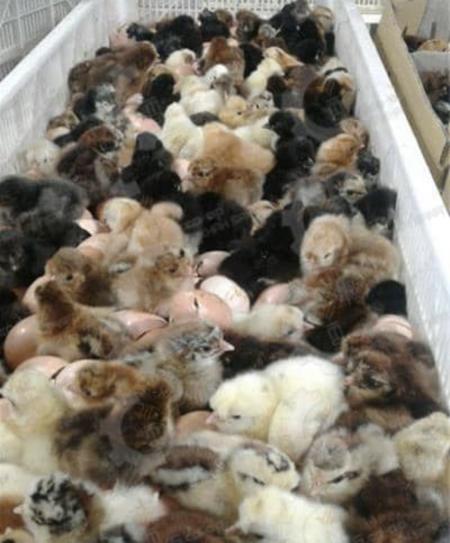 🐣🐣🐣 *جوجه مرغ بومی*🐣🐣🐣