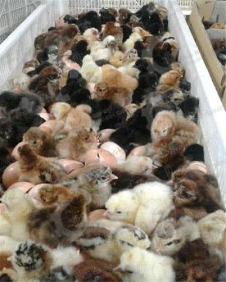 🐣🐣🐣 *جوجه مرغ بومی*🐣🐣🐣