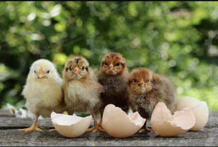 🐣🐣🐣 *جوجه مرغ بومی*🐣🐣🐣