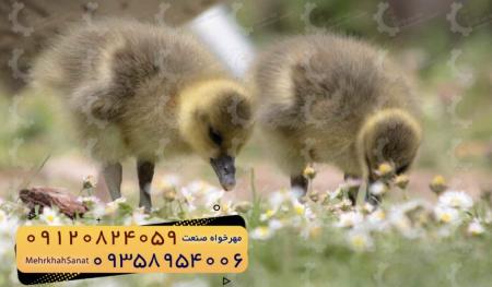 🐣🐣🐣 *جوجه غاز گوشتی*🐣🐣🐣