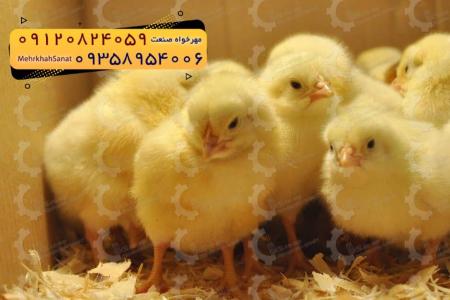🐣🐣🐣 *جوجه راس 308*🐣🐣🐣