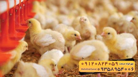 🐣🐣🐣 *جوجه راس 308*🐣🐣🐣