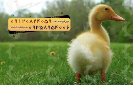 🐣🐣🐣 *جوجه اُردک گوشتی*🐣🐣🐣