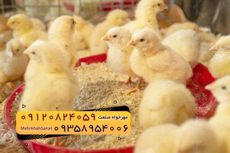 🐣🐣🐣 *جوجه راس 308*🐣🐣🐣