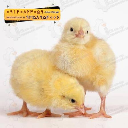 🐣🐣🐣 *جوجه راس 308*🐣🐣🐣