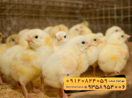 🐣🐣🐣 *جوجه راس 308*🐣🐣🐣