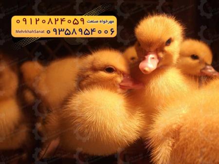 🐣🐣🐣 *جوجه اُردک گوشتی*🐣🐣🐣