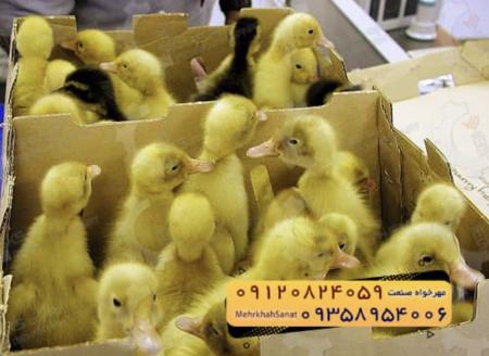 🐣🐣🐣 *جوجه اُردک گوشتی*🐣🐣🐣
