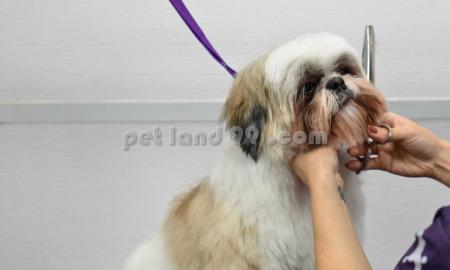 آموزش تخصصی آرایش سگ