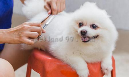 آرایش و اصلاح پت