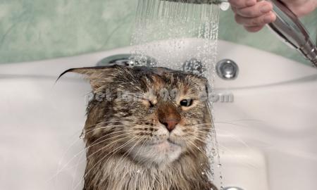 قیمت آموزش آرایش حیوانات خانگی