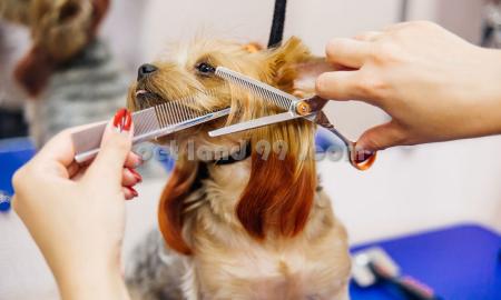 آرایش و اصلاح پت