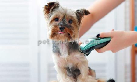 شستشوی گربه در منزل