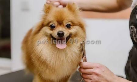 شستشوی گربه در منزل