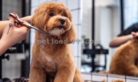 آرایش و اصلاح پت