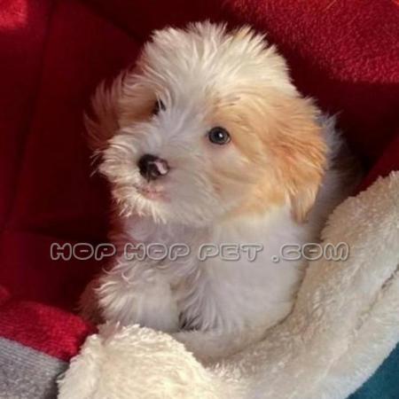 فروش توله سگ پاپی در تجریش