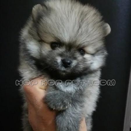 ‏‎سگ کم مو آپارتمانی