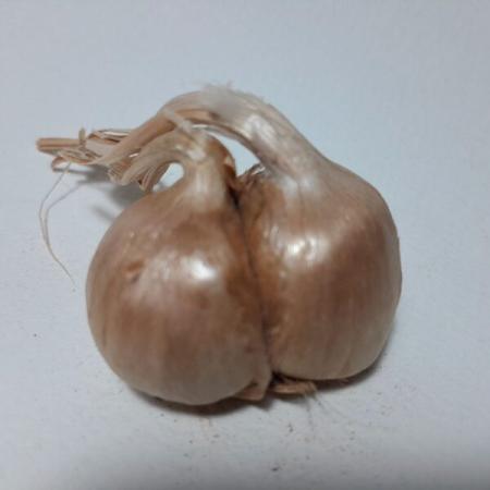 کاشت پیاز زعفران