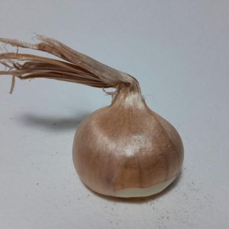 کاشت پیاز زعفران