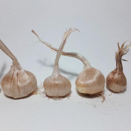 کاشت پیاز زعفران