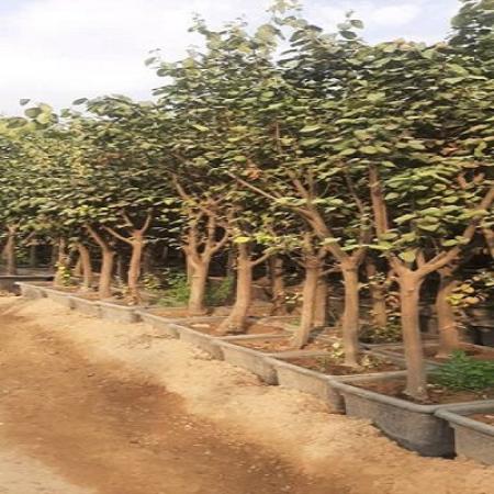 فروش درختان بن بالا از 15 تا 200 ویژه جرایم شهرداری تهران