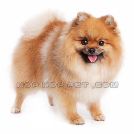 اسب ایرانی سفید