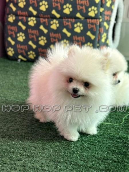 سگ پامرانین خانگی