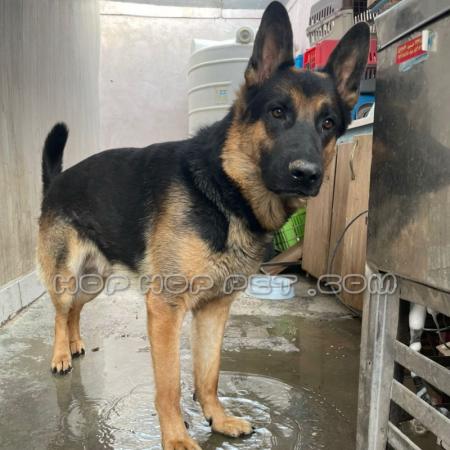 قیمت سگ نگهبان