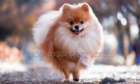 سگ پامرانین خانگی