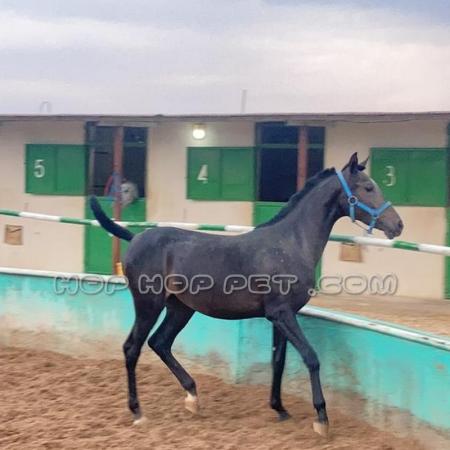 فروش گربه آپارتمانی