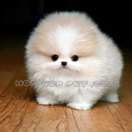 فروش گربه آپارتمانی