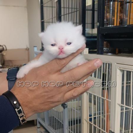 قیمت سگ نگهبان