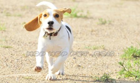 سگ پامرانین خانگی