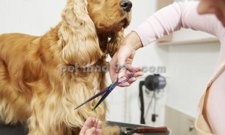 آموزشگاه آرایش سگ کرج