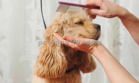 قیمت آرایش حیوانات خانگی