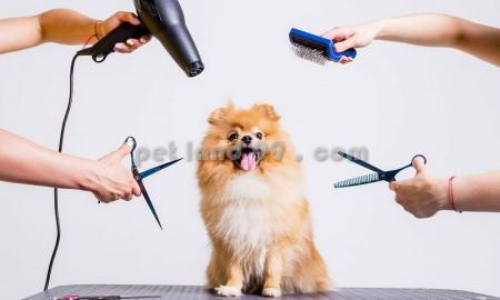 آموزش آرایش حیوانات شمال تهران