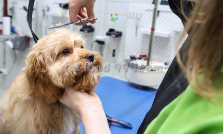 آموزشگاه آرایش سگ کرج