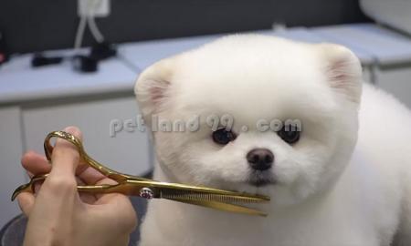 قیمت آرایش حیوانات خانگی