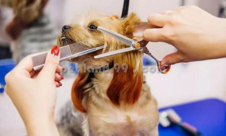 آموزش آرایش حیوانات شمال تهران