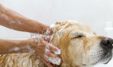 آموزش آرایش حیوانات شمال تهران