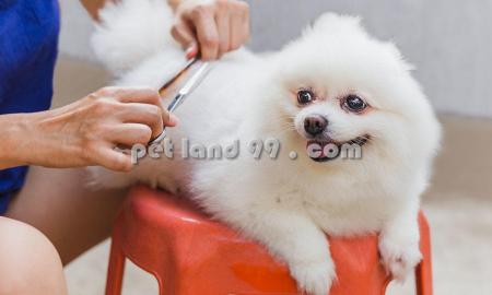 آرایشگر سیار حیوانات خانگی