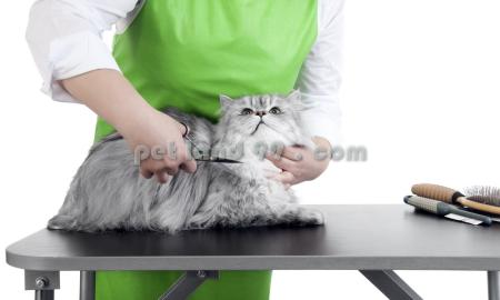 آموزش آرایش گربه در تهران