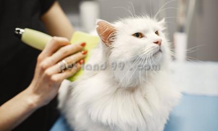 آموزش آرایش گربه در تهران