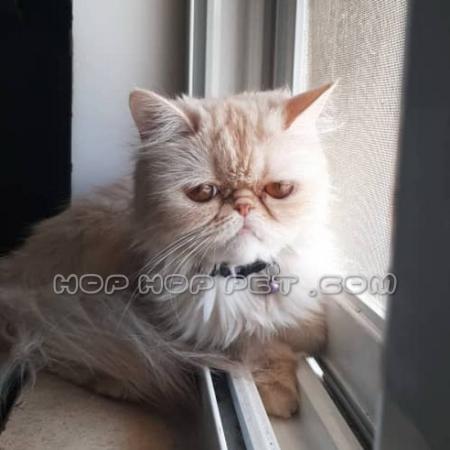 خرید گربه خانگی