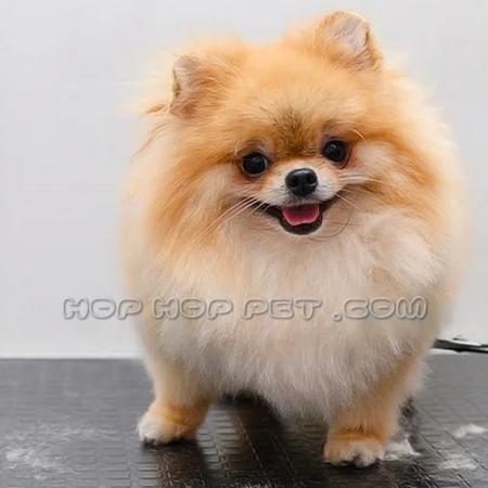 فروش سگ شیتزو اندرزگو